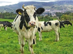 El-ICA-avanza-en-la-identificacion-del-ganado-bovino